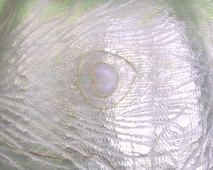 Eugène FEUILLÂTRE, Encrier « pavot », vers 1898 Eugène FEUILLÂTRE, Encrier « pavot », vers 1898-5