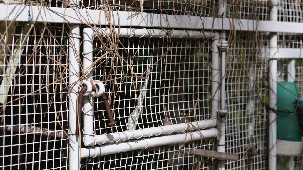 Grande cage à oiseau en fer-7